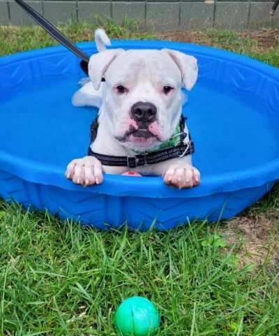 Lilo, an adoptable American Bulldog, Boxer in Attleboro, MA, 02703 | Photo Image 5