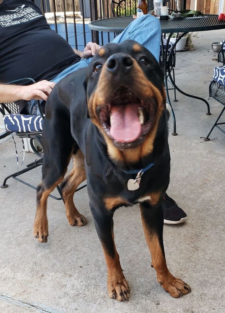 Eli, an adopted Rottweiler in Newcastle, OK_image-2
