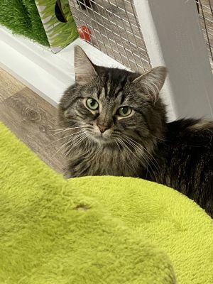 Triscuit, Adult Male Maine Coon