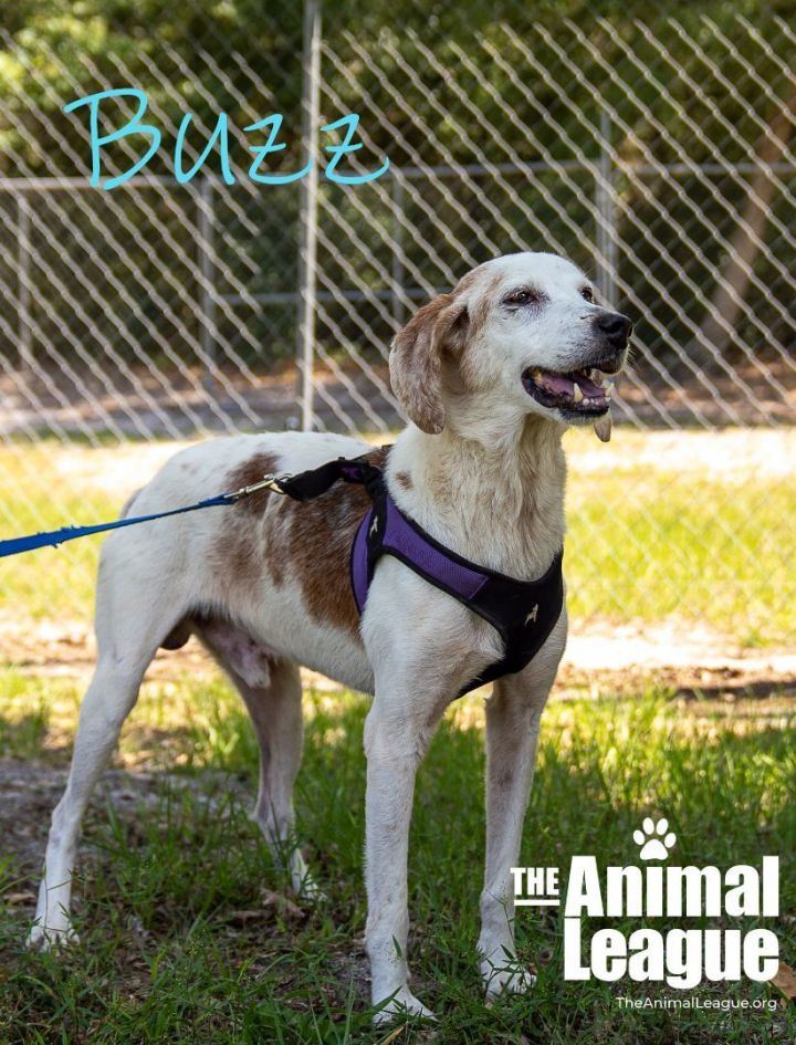 Buzz Lightyear, an adoptable Treeing Walker Coonhound & Hound Mix in Clermont, FL_image-1