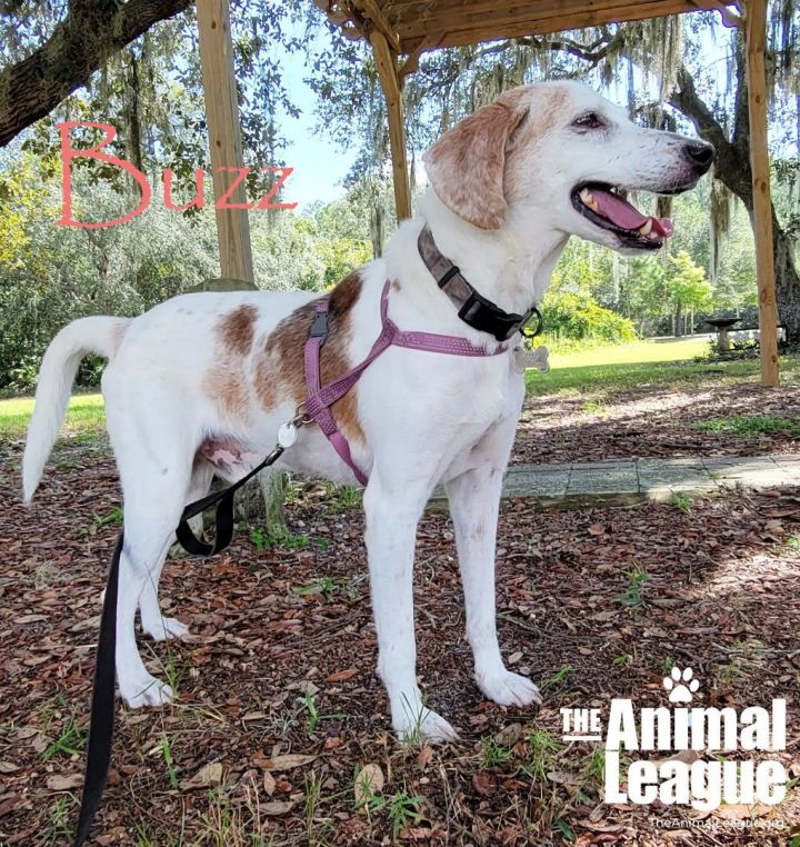 Buzz Lightyear, an adopted English Pointer & Hound Mix in Clermont, FL_image-3