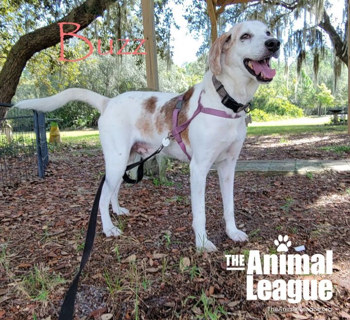 Buzz Lightyear, an adopted English Pointer & Hound Mix in Clermont, FL_image-1
