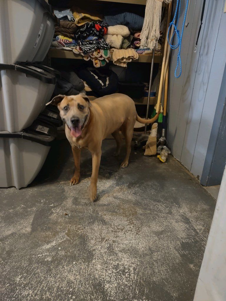 Dog for adoption Daisy Courtesy Listing see info , a Labrador