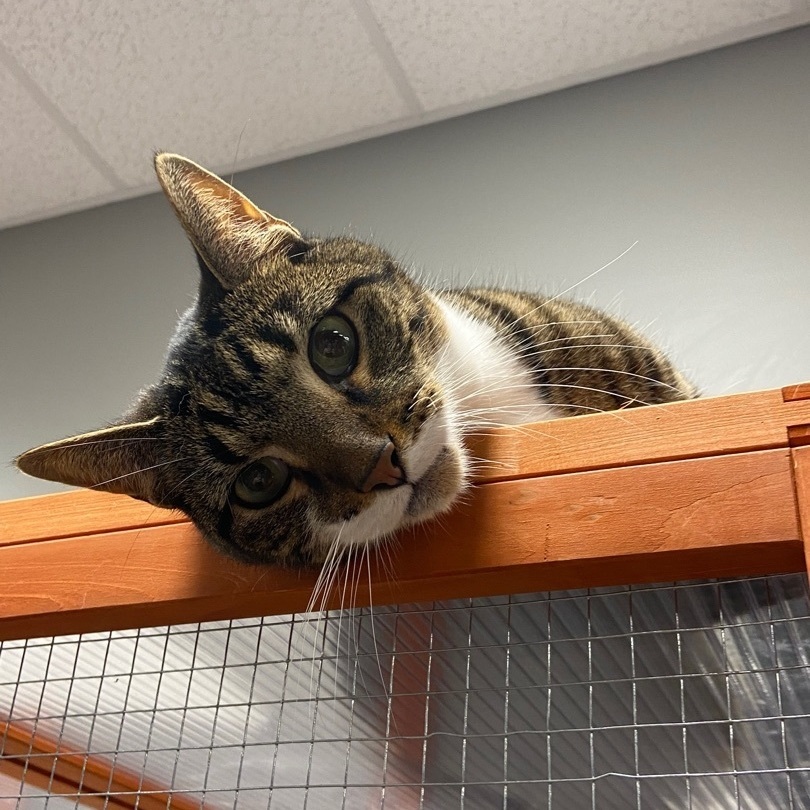 Ronnie, an adoptable Domestic Short Hair, Tabby in Hamburg, NY, 14075 | Photo Image 1