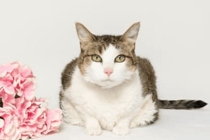 Cali, an adopted Domestic Short Hair in Boise, ID_image-2