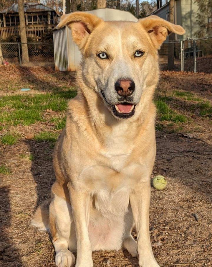 Dog for adoption Tesla, a Husky & Shepherd Mix in Cary, NC Petfinder