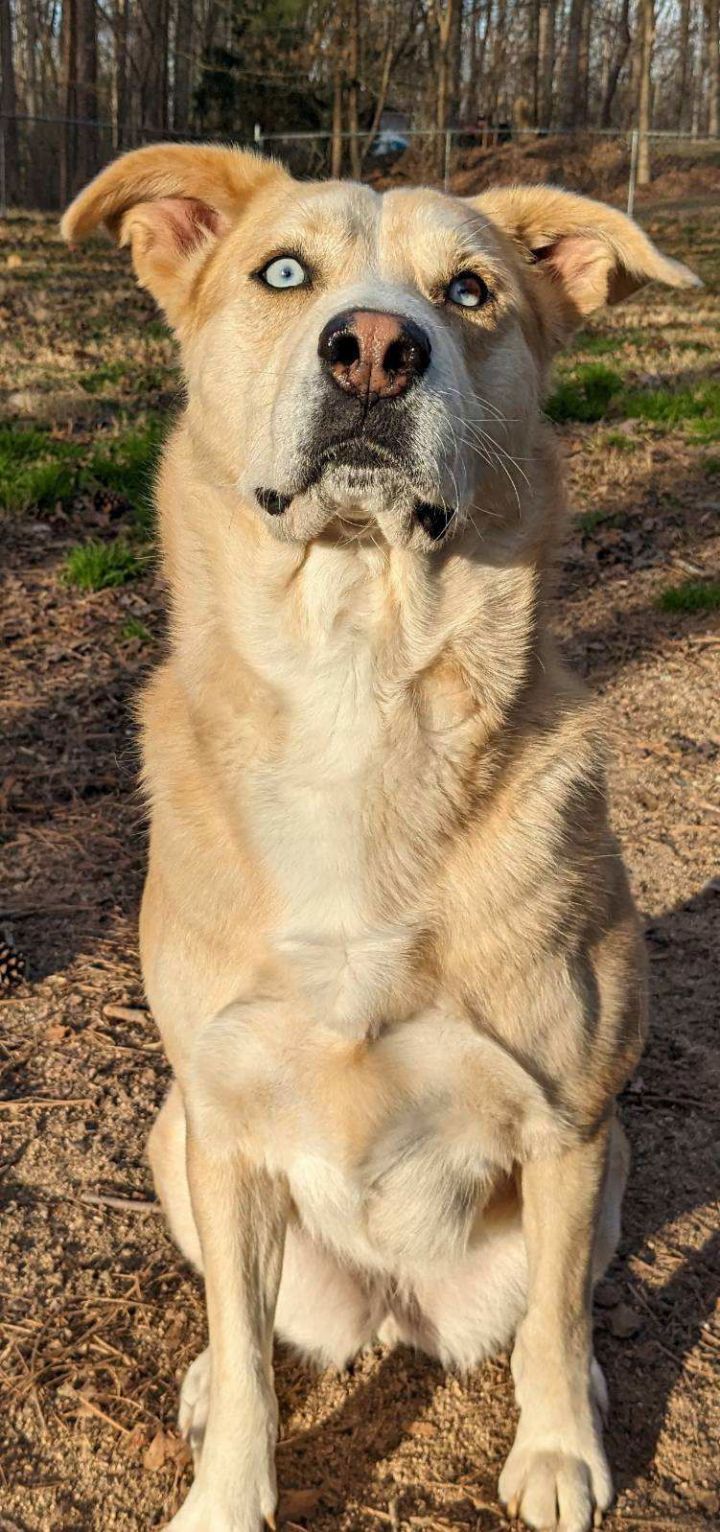 Dog for adoption Tesla, a Husky & Shepherd Mix in Cary, NC Petfinder