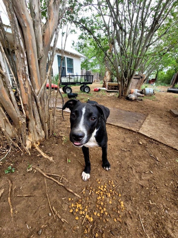 Dog for adoption Jasper, a Labrador Retriever Mix in Frederick, MD