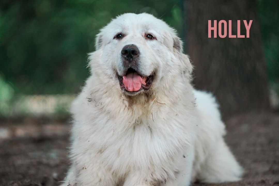 Hollie - Big Friendly Girl- Bonded Pair- Foster Needed