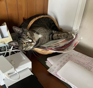 Josie, Adult Female Tabby