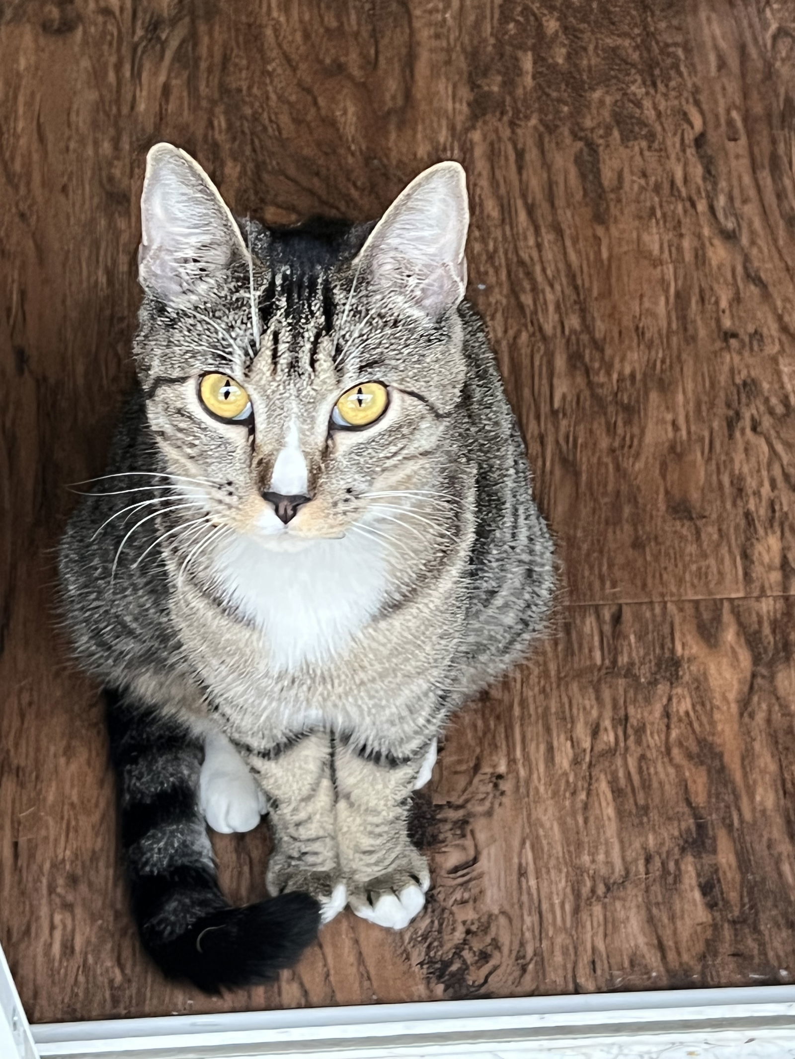Josie