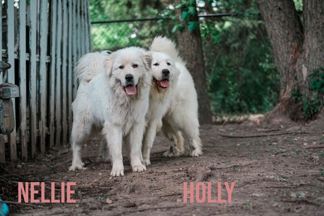 Nellie -Big Friendly Girl- Bonded Pair- Foster Needed