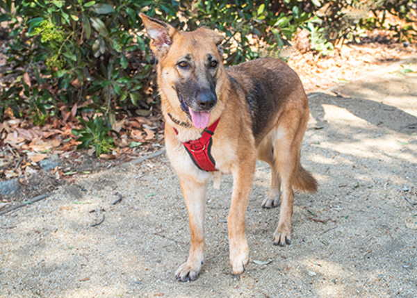 Athena, an adoptable German Shepherd Dog Mix in San Gabriel, CA_image-1