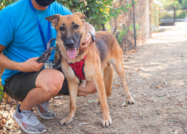 Athena, an adoptable German Shepherd Dog Mix in San Gabriel, CA_image-2