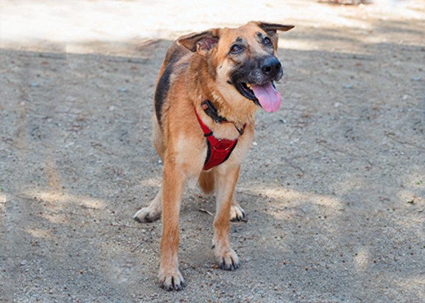 Athena, an adoptable German Shepherd Dog Mix in San Gabriel, CA_image-3