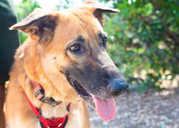 Athena, an adoptable German Shepherd Dog Mix in San Gabriel, CA_image-4