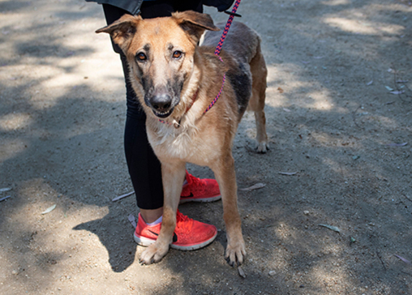 Athena, an adoptable German Shepherd Dog Mix in San Gabriel, CA_image-5