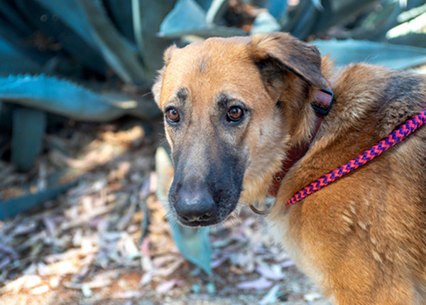 Athena, an adoptable German Shepherd Dog Mix in San Gabriel, CA_image-6