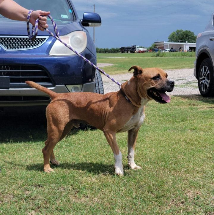 Quinten, an adoptable American Staffordshire Terrier & Boxer Mix in Newcastle, OK_image-1