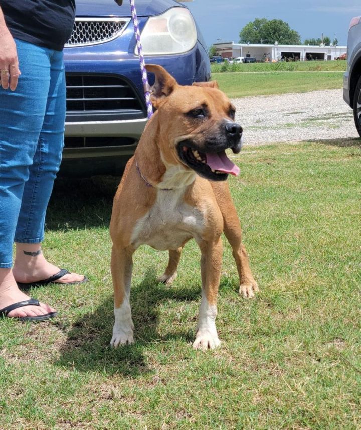 Quinten, an adoptable American Staffordshire Terrier & Boxer Mix in Newcastle, OK_image-2