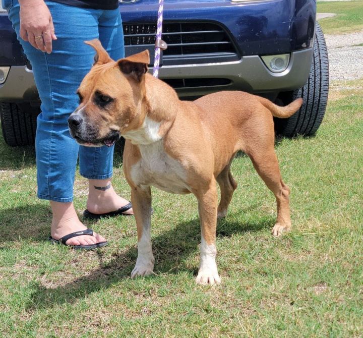 Quinten, an adoptable American Staffordshire Terrier & Boxer Mix in Newcastle, OK_image-3