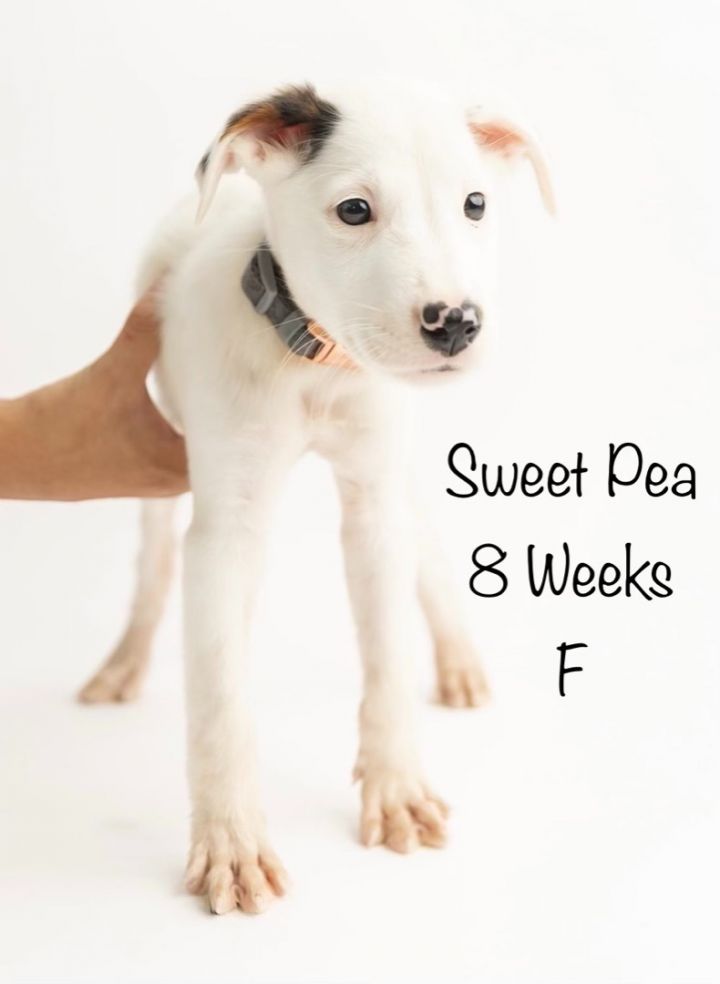 Sweet Pea 3