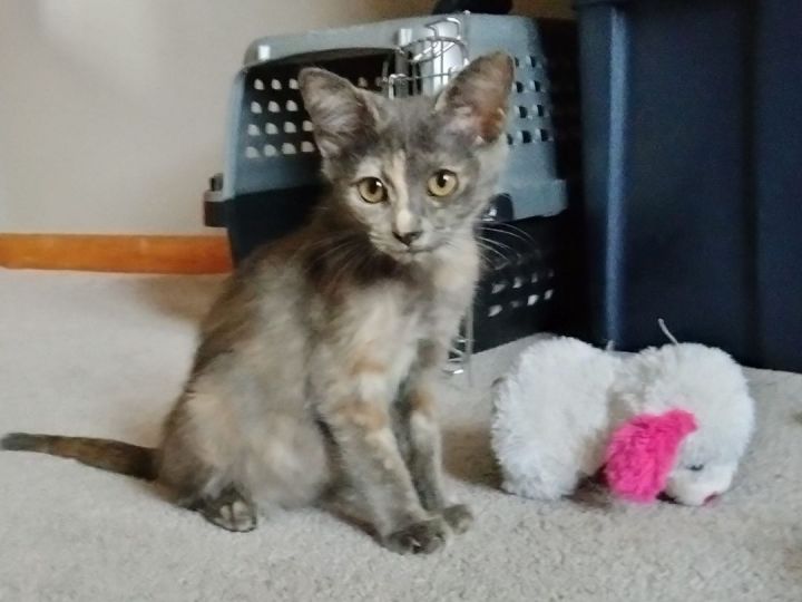 Cat for adoption Cricket, a Domestic Short Hair & Tortoiseshell Mix