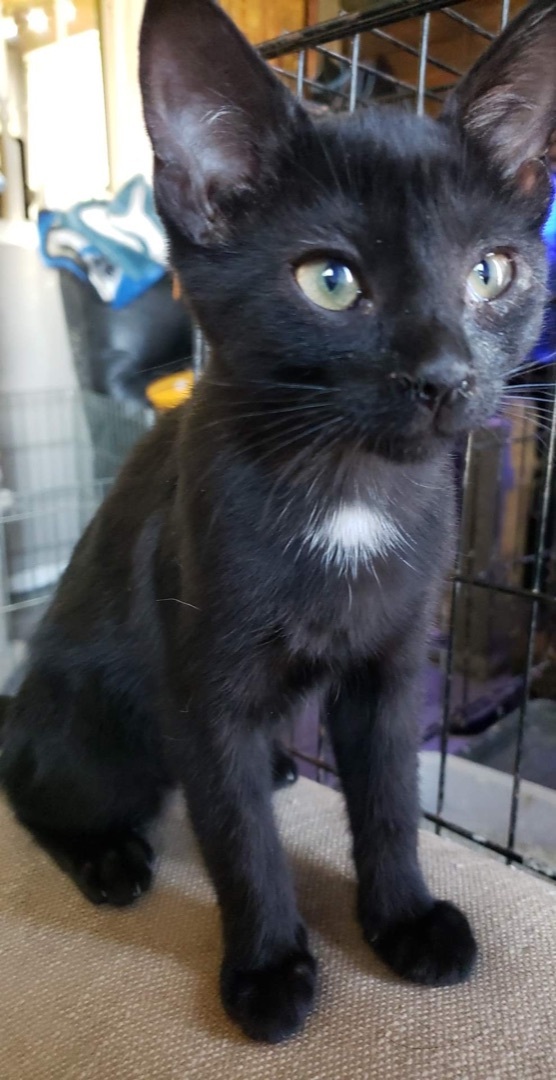 Binx, an adoptable Bombay in Humboldt , SK, S0K 2A0 | Photo Image 4