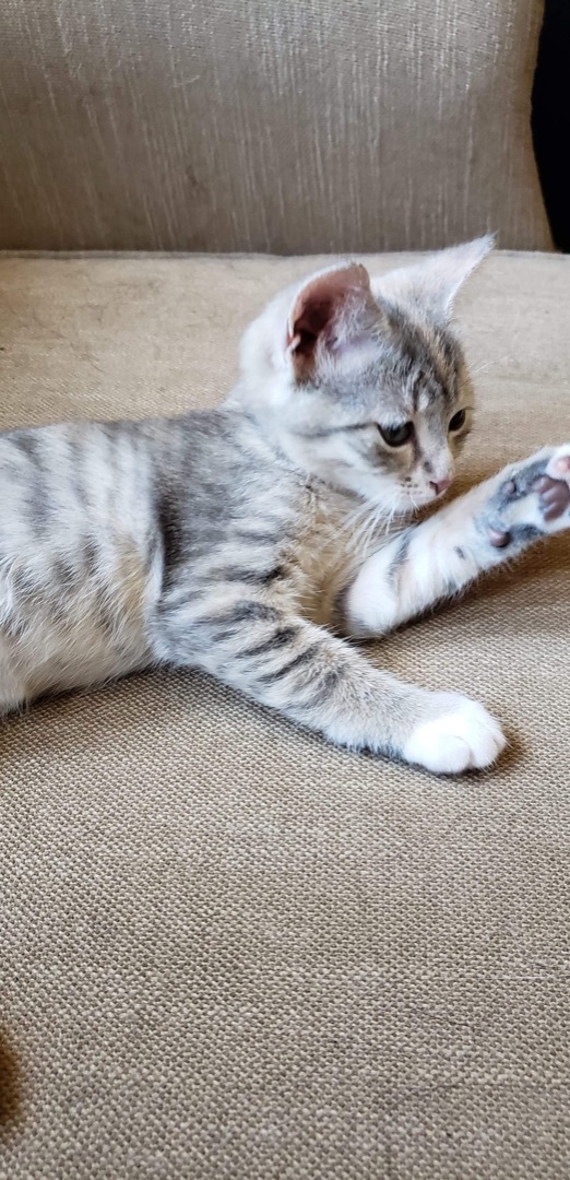 Gertie, an adoptable Tabby in Humboldt , SK, S0K 2A0 | Photo Image 2