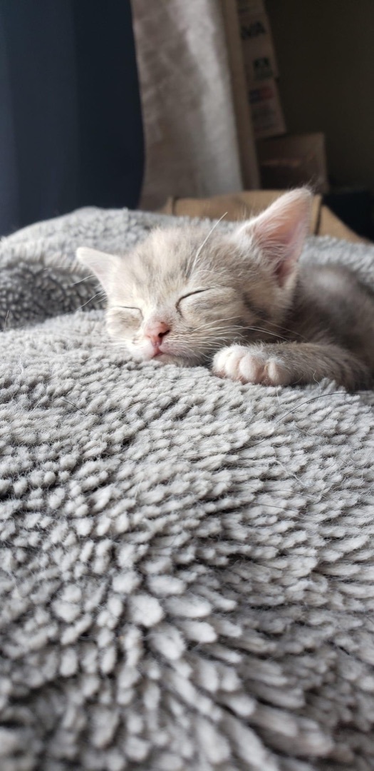 Gertie, an adoptable Tabby in Humboldt , SK, S0K 2A0 | Photo Image 3