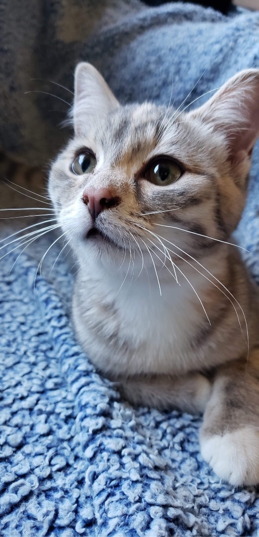 Gertie, an adoptable Tabby in Humboldt , SK, S0K 2A0 | Photo Image 1