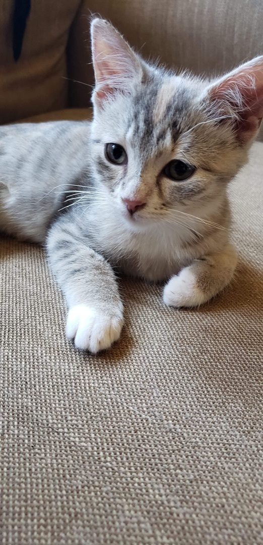 Gertie, an adoptable Tabby in Humboldt , SK, S0K 2A0 | Photo Image 4