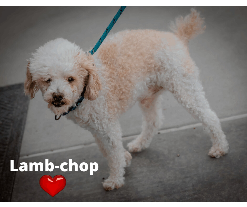 Lamb Chop