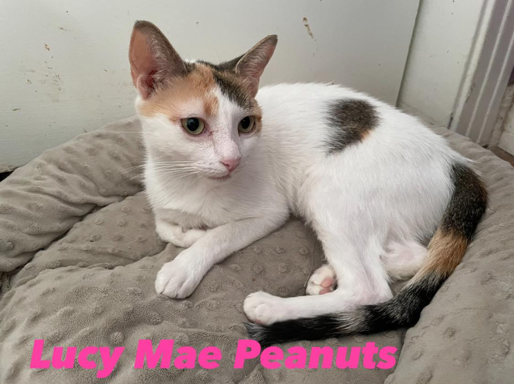 Lucy Mae Peanuts