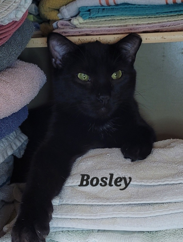 Bosley, an adoptable Domestic Short Hair in Cedar Rapids, IA, 52404 | Photo Image 1