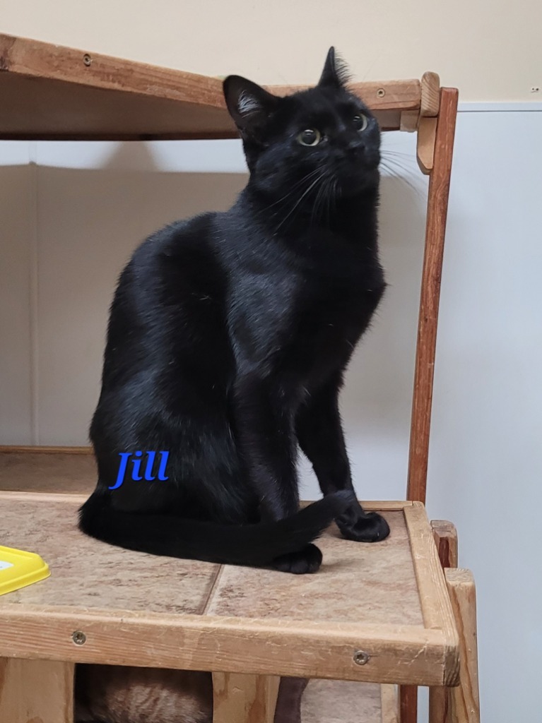 Jill, an adoptable Domestic Short Hair in Cedar Rapids, IA, 52404 | Photo Image 2