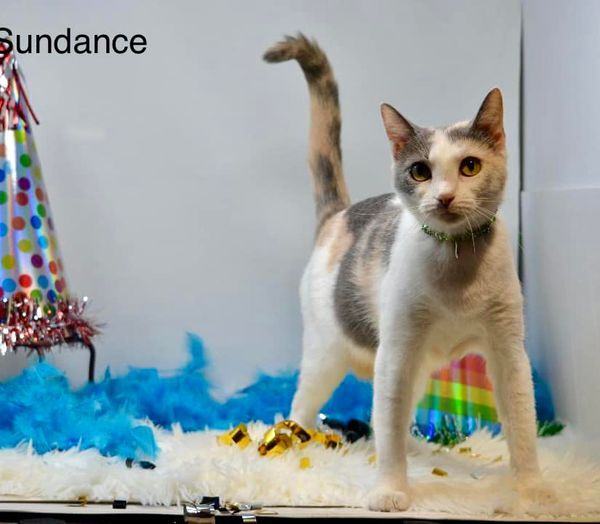 SUNDANCE, an adopted Dilute Calico Mix in Sevierville, TN_image-1