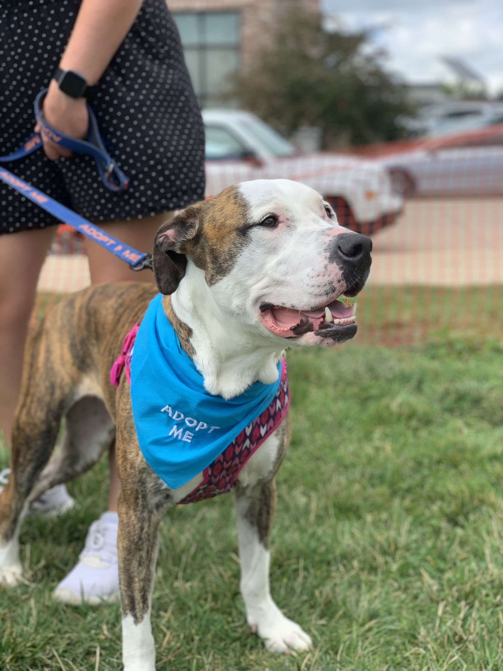 Jupiter, an adoptable Pit Bull Terrier, American Bulldog in Cedar Rapids, IA, 52405 | Photo Image 1