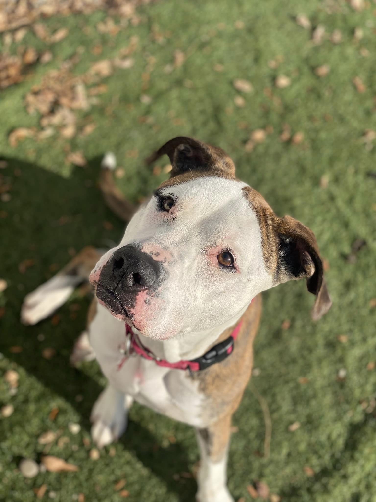 Jupiter, an adoptable Pit Bull Terrier, American Bulldog in Cedar Rapids, IA, 52405 | Photo Image 2