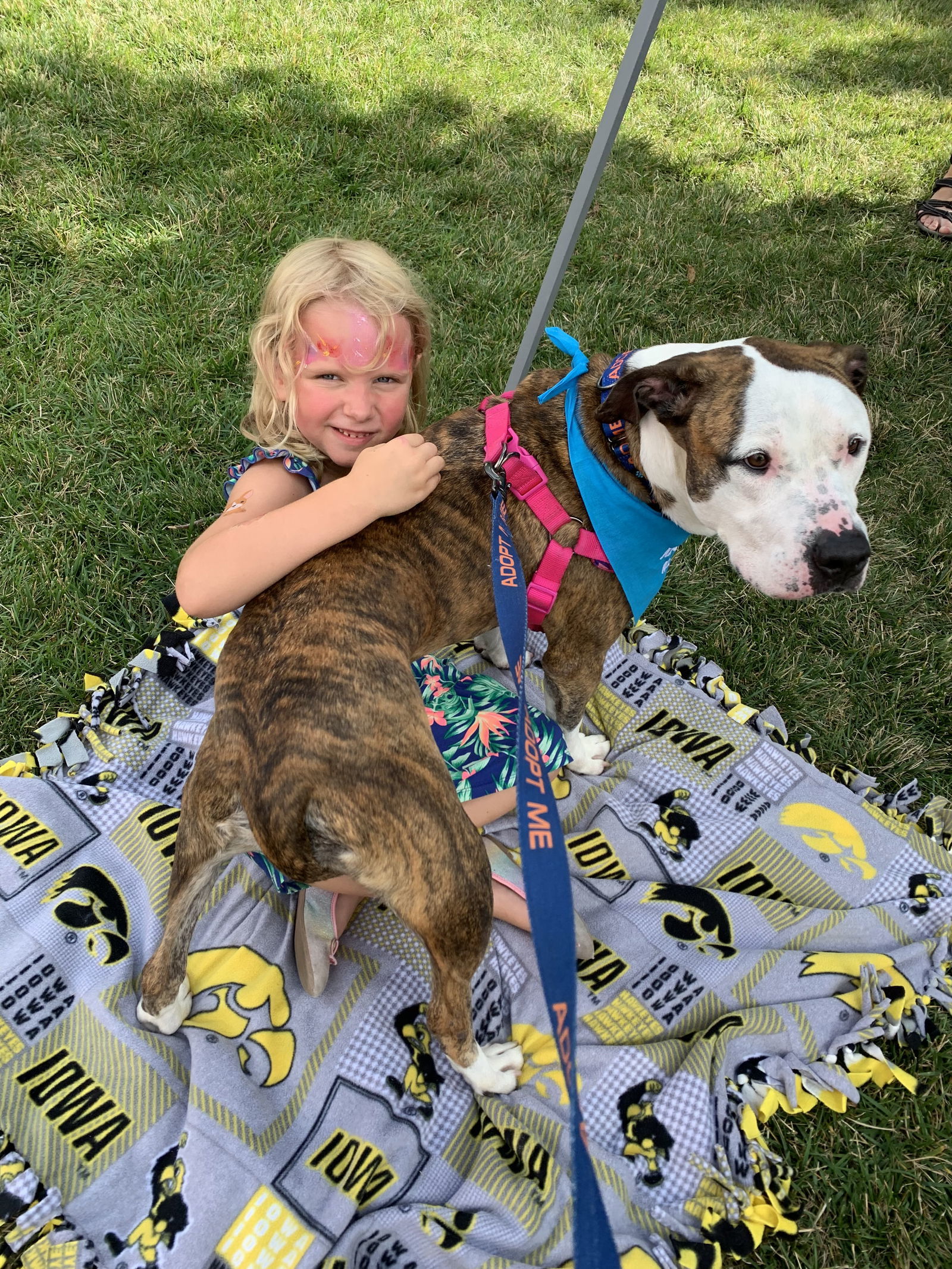 Jupiter, an adoptable Pit Bull Terrier, American Bulldog in Cedar Rapids, IA, 52405 | Photo Image 3