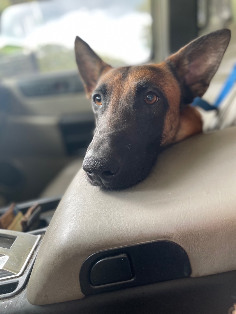 Milo, an adoptable Belgian Shepherd / Malinois in New Orleans, LA, 70116 | Photo Image 1