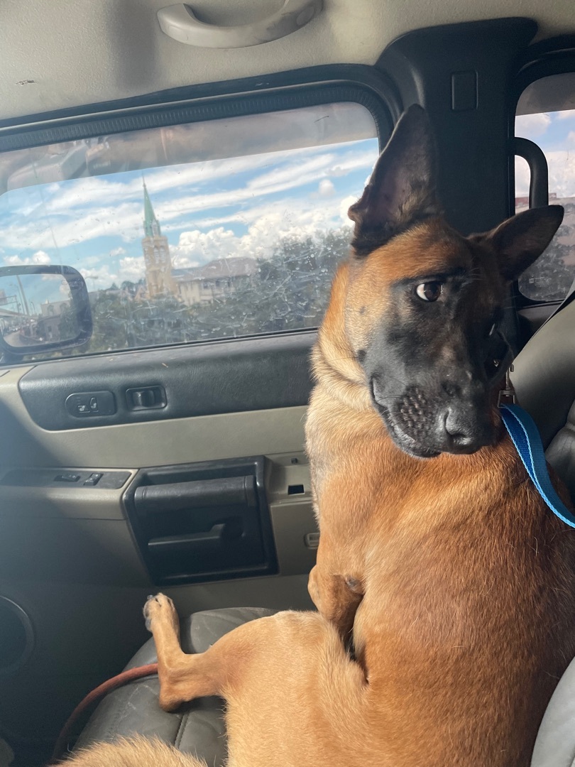 Milo, an adoptable Belgian Shepherd / Malinois in New Orleans, LA, 70116 | Photo Image 2