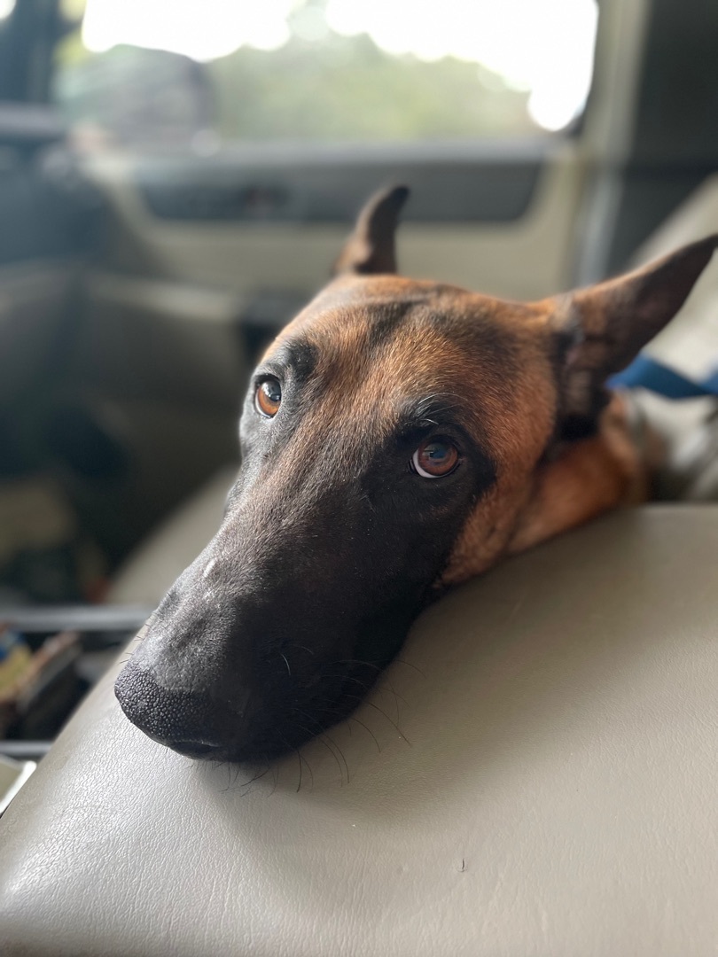 Milo, an adoptable Belgian Shepherd / Malinois in New Orleans, LA, 70116 | Photo Image 3