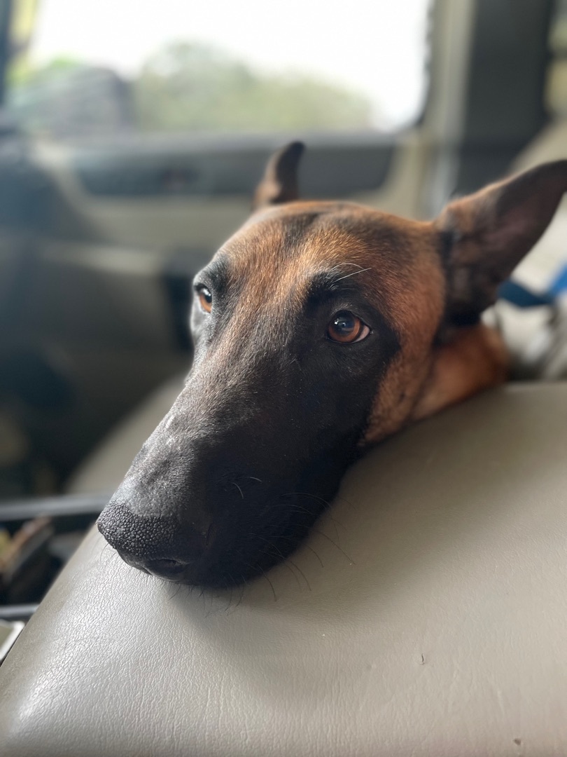 Milo, an adoptable Belgian Shepherd / Malinois in New Orleans, LA, 70116 | Photo Image 4