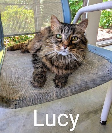 Lucy, an adoptable Domestic Long Hair in Albemarle, NC, 28001 | Photo Image 1