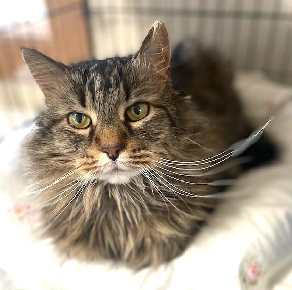 Lucy, an adoptable Domestic Long Hair in Albemarle, NC, 28001 | Photo Image 2