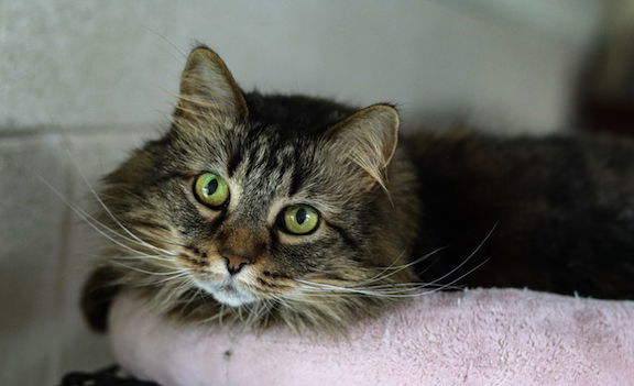 Lucy, an adoptable Domestic Long Hair in Albemarle, NC, 28001 | Photo Image 3