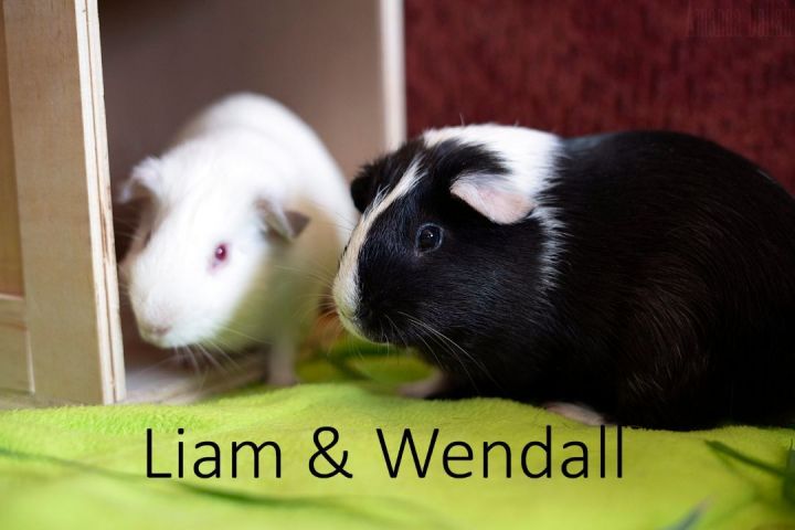 Wendall & Liam 1