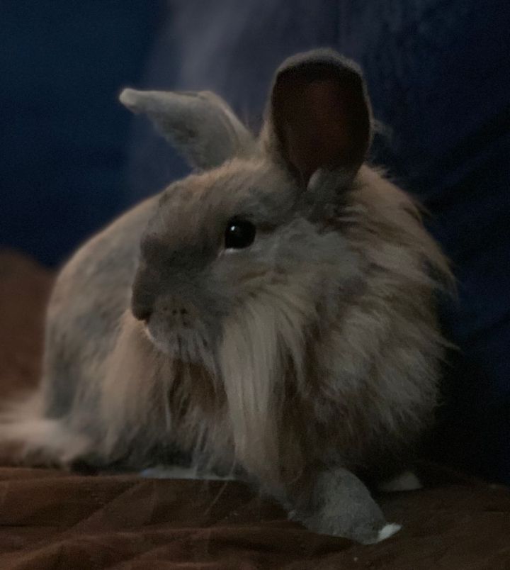 Henry White Foot, an adopted Lionhead & Dwarf Mix in San Antonio, TX_image-1