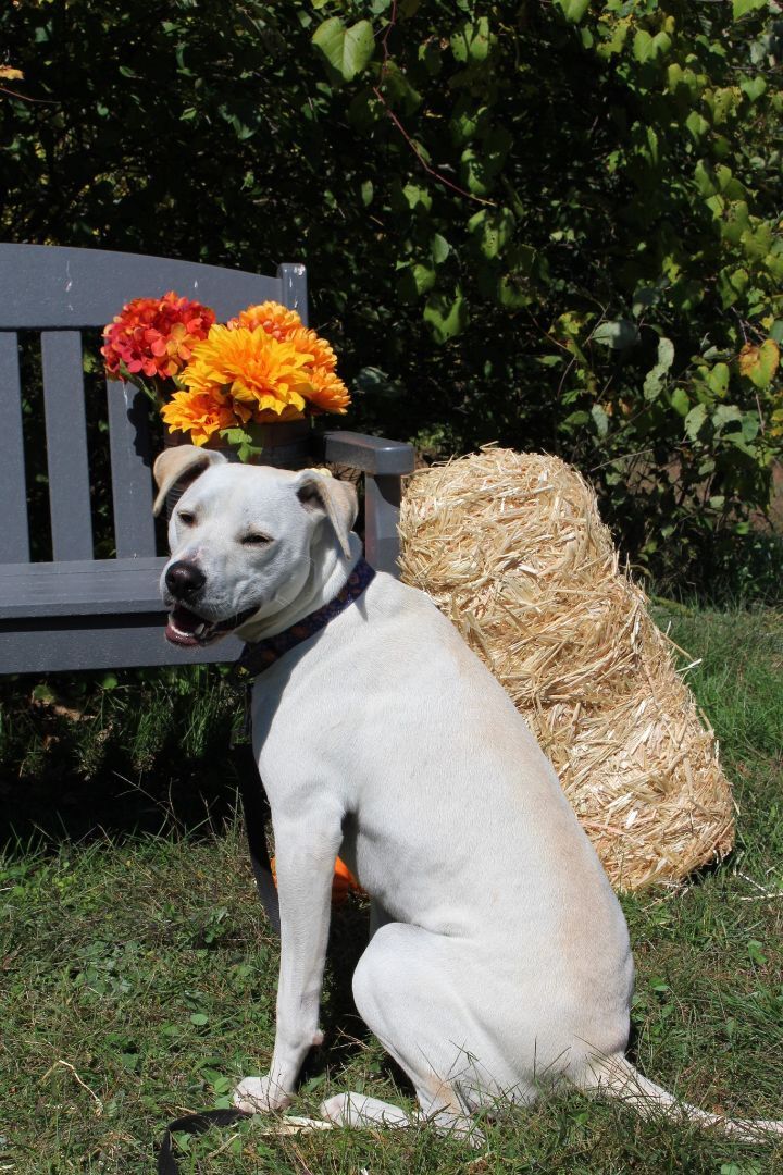Butternut *HERE IN NH*, an adoptable Pit Bull Terrier Mix in Northwood, NH_image-1